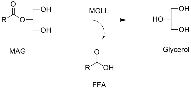 File:Mgll activity.png