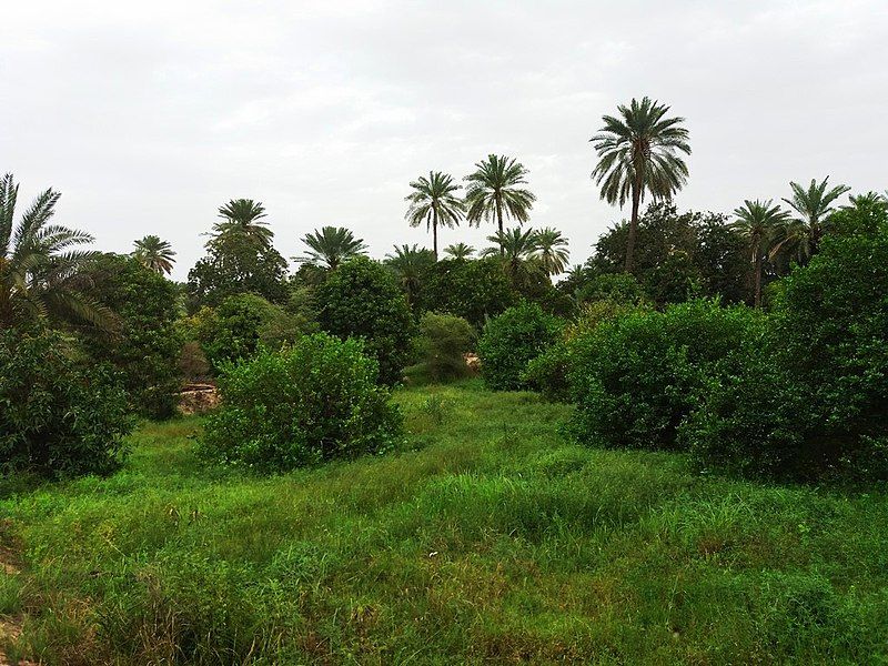 File:Minab-Gardens.jpg