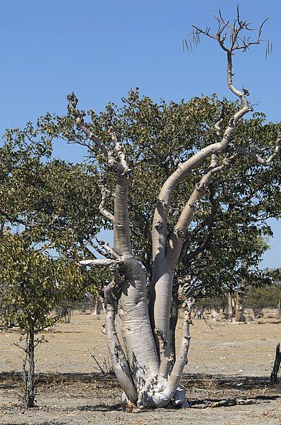 File:Moringa ovalifolia.jpg