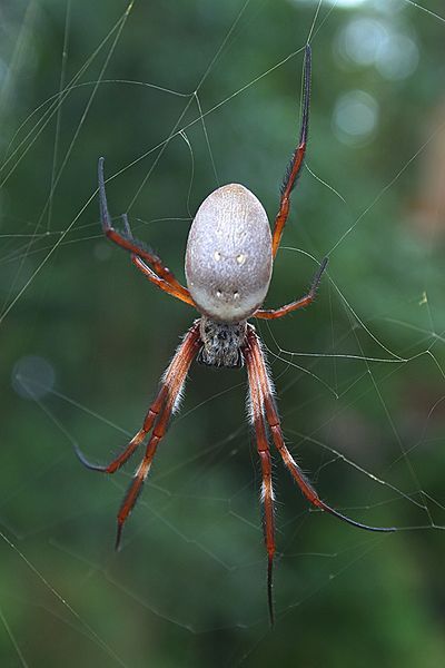 File:Nephila edulis back.jpg