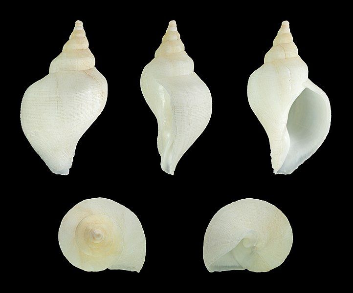 File:Neptunea antiqua 01.JPG