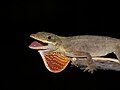 Blemished Anole (Norops mariarum)