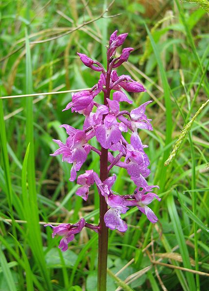 File:Orchis-mascula.jpg