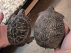 Brown tortoises