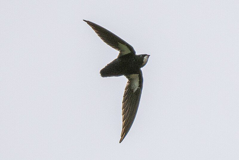 File:PH Spinetail (cropped).jpg