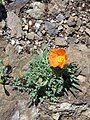 Papaver rhaeticum red form