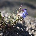 Flowers of Penstemon penlandii