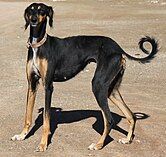 A photo of a saluki, a tall and slender dog.