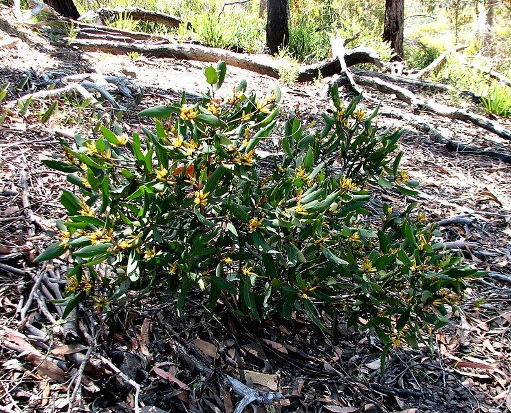 File:Persoonia confertiflora.jpg