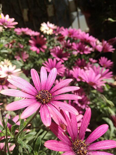 File:Pink flower 095549.jpg