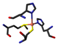 Residues coordinating Cu in plastocyanin