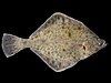 European flounder