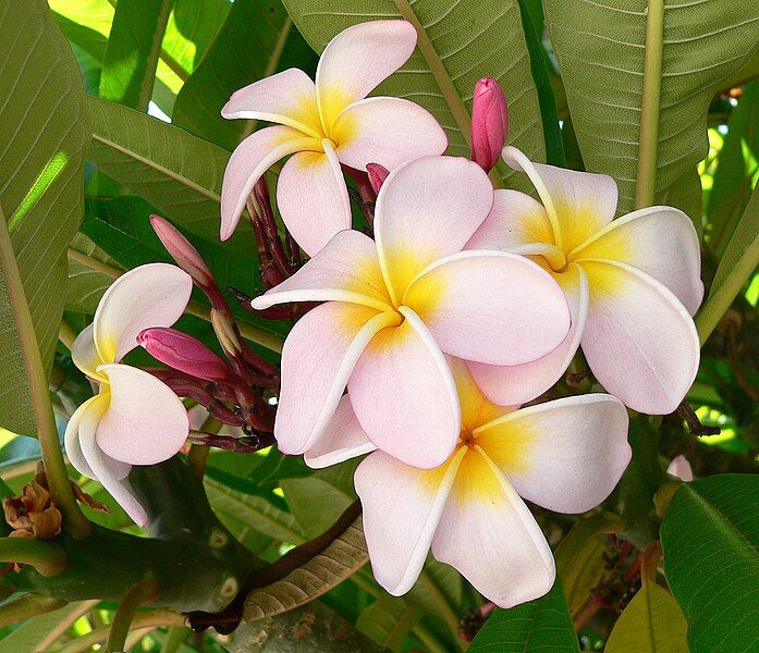 File:Plumeria (Frangipani).jpg