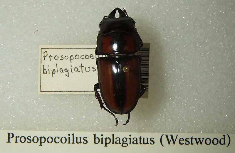 File:Prosopocoilus biplagiatus sjh.jpg