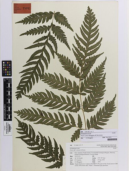 File:Pteris carsei, AK288257.jpg