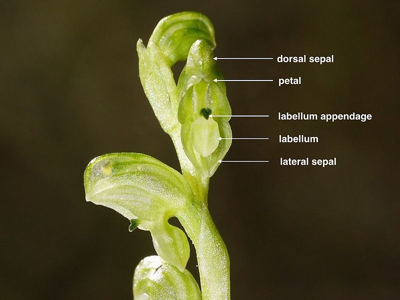 File:Pterostylis cycnocephala (labelled).jpg