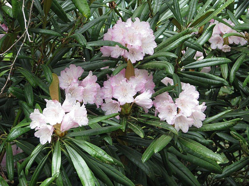 File:Rhododendron makinoi.jpg