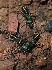 Many forms of green-head ants (Rhytidoponera metallica) have a distinctive metallic green exterior