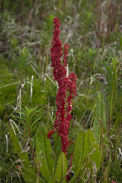 File:Rumex arcticus.jpg