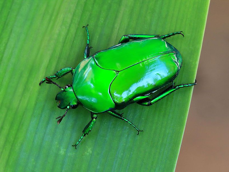 File:Scarab beetle 3171-v2.jpg