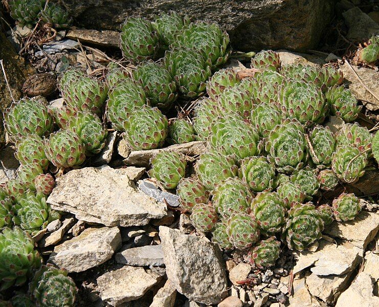 File:Sempervivum ciliosum 01.jpg