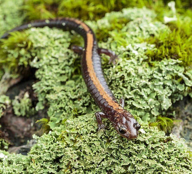 File:Shenandoah Salamander (33329749601).jpg