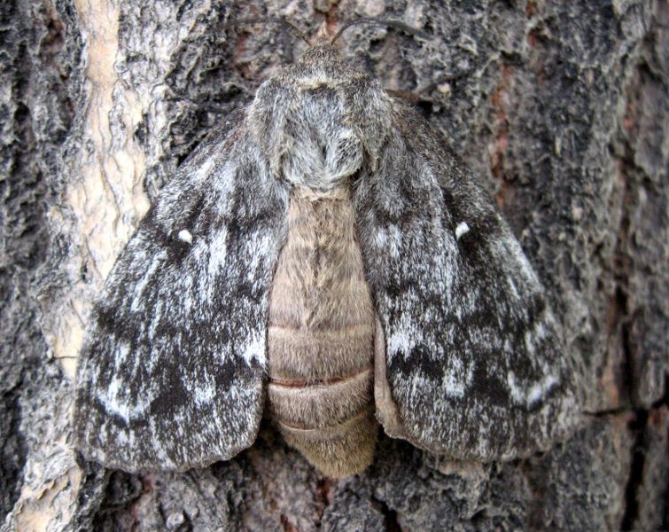 File:Siberian silk moth.jpg