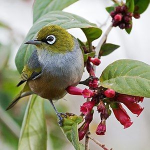 Silvereye, by JJ Harrison