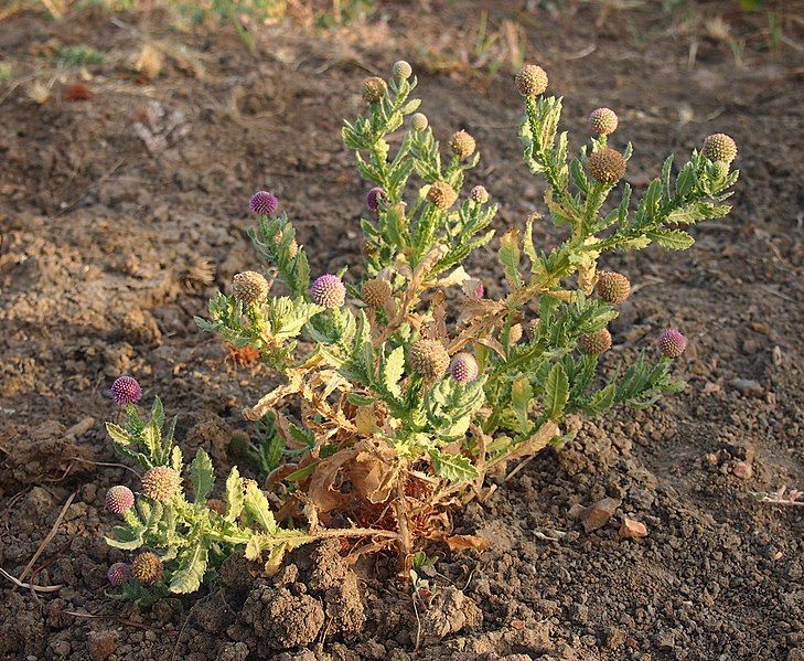 File:Sphaeranthus indicus habit.jpg