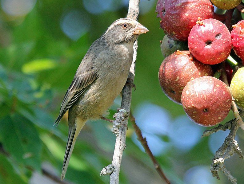 File:Streaky-head Seedeater RWD.jpg