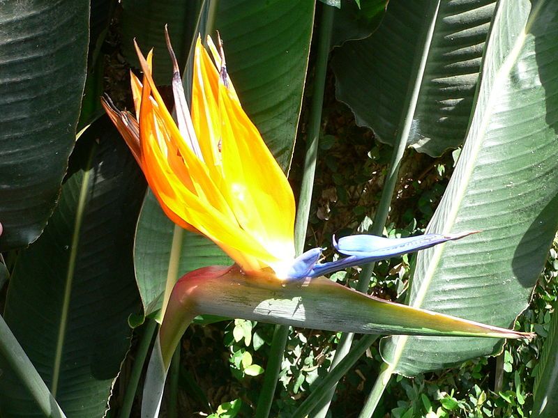 File:Strelitzia reginae3.jpg