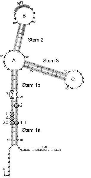 File:Sxy structure.JPG