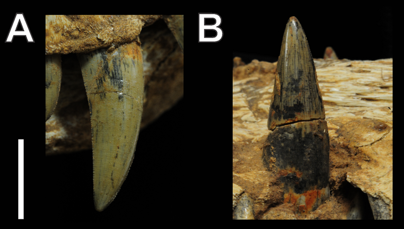 File:Teeth of Aplestosuchus.png