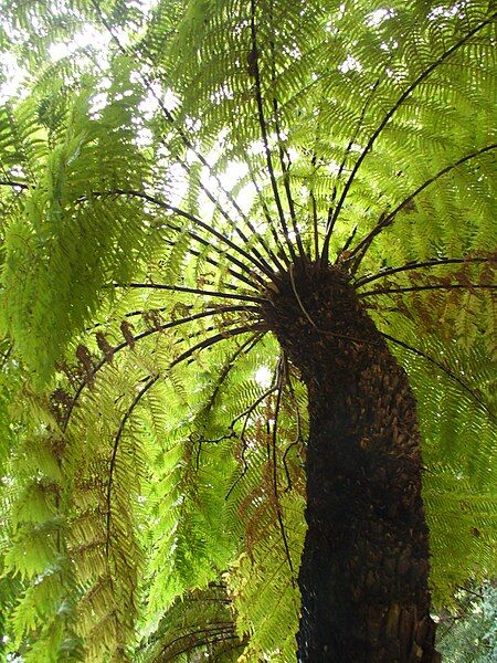 File:Tree fern 2.jpg