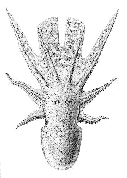 File:Tremoctopus violaceus.jpg