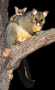 Common brushtail possum, by JJ Harrison