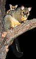 Image 11 Common Brushtail Possum Photo: JJ Harrison The Common Brushtail Possum (Trichosurus vulpecula) is the largest possum species and is perhaps the most widespread mammal in Australia. It grows to about 32–58 cm (13–23 in) in length, with an additional 24–40 cm (9–16 in) for its prehensile tail (seen here hanging below the branch). It is mainly a folivore, but has been known to eat small mammals such as rats. It is common in cities, having adapted well to human habitation. More selected pictures