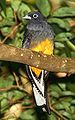 An immature male white-tailed trogon near Panama Pipeline Road, Parque Nacional Soberania