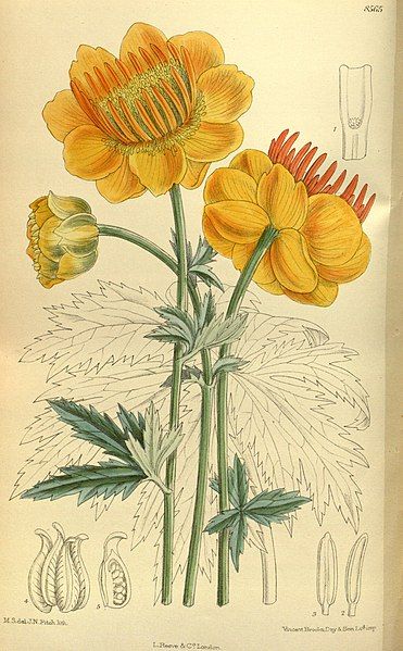 File:Trollius chinensis 140-8565.jpg