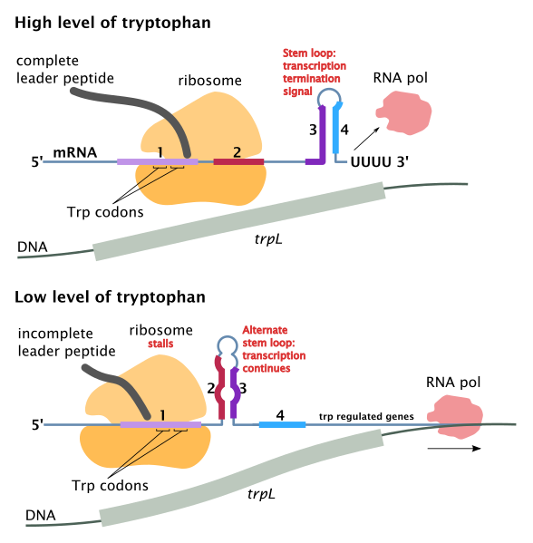 File:Trp operon attenuation.svg