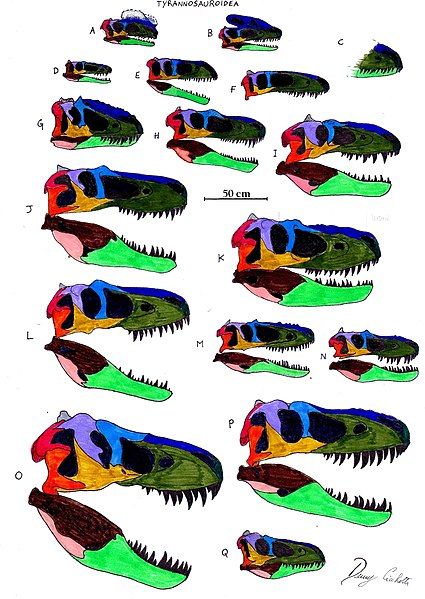 File:Tyrannosauroidea skull comparison.jpg