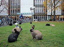 Buns in a field.