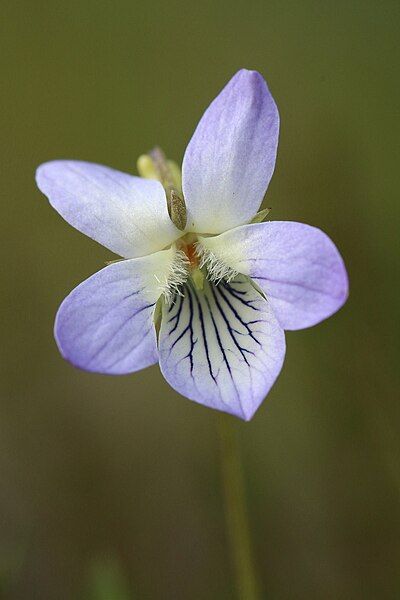 File:Viola lactea-3.jpg