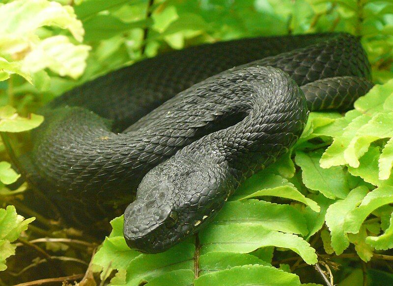 File:Vipera kaznakovi (5).jpg