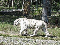 White Tiger