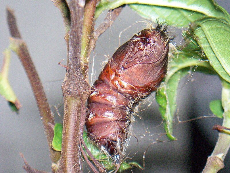 File:Wingless moth pupa.JPG