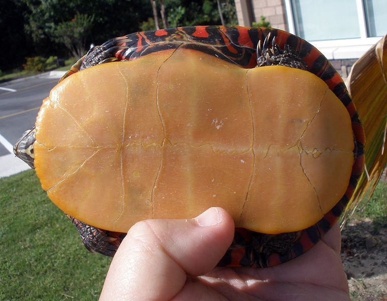 File:Yellow-Orange Plastron.jpg