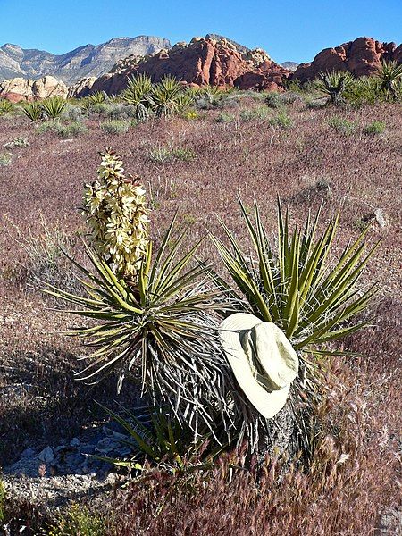 File:Yucca schidigera 2.jpg