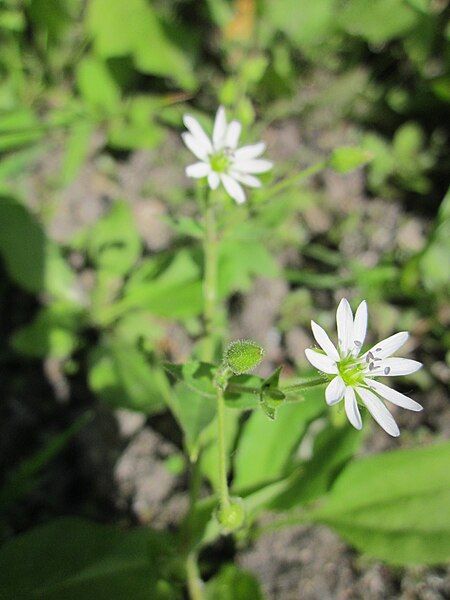 File:20130623Myosoton aquaticum.jpg