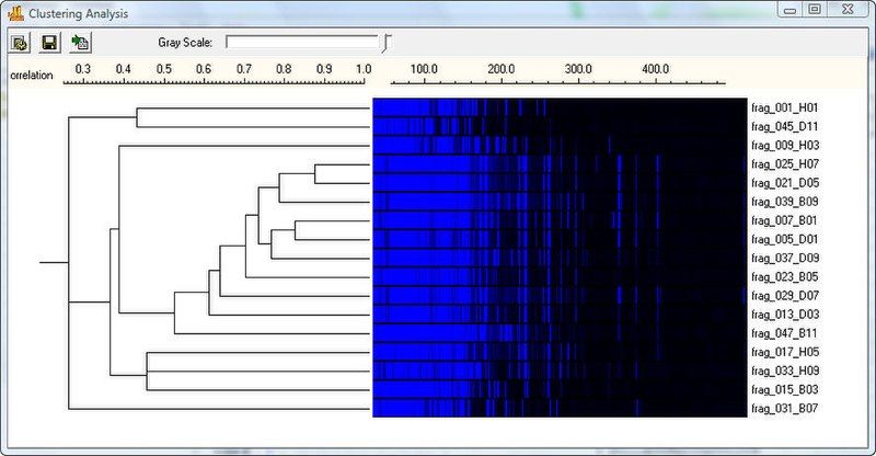 File:AFLP Clustering Analysis.jpg